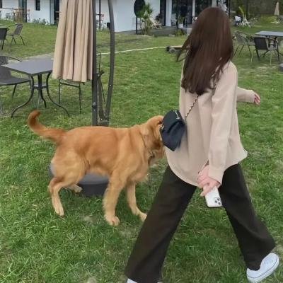 龙的牙医